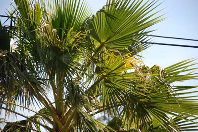 DSC_0025 (Large).JPG